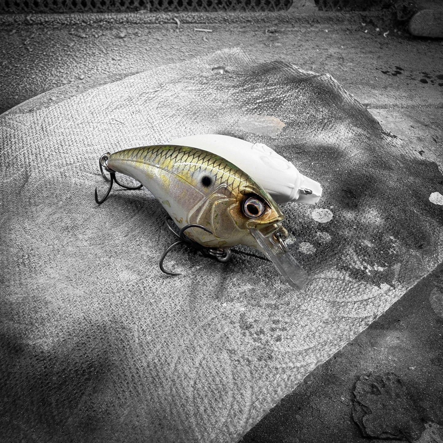Golden Shiner