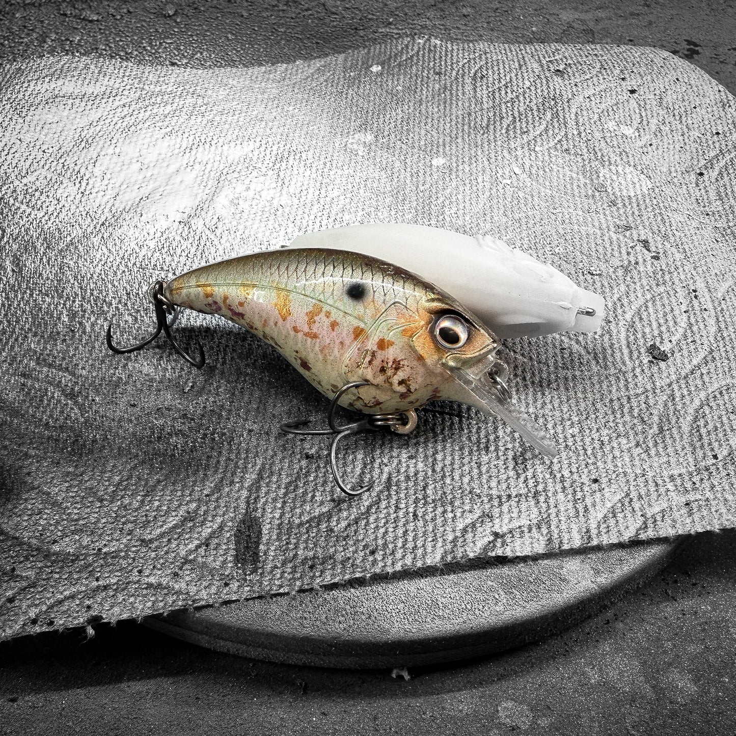 Gizzard Shad