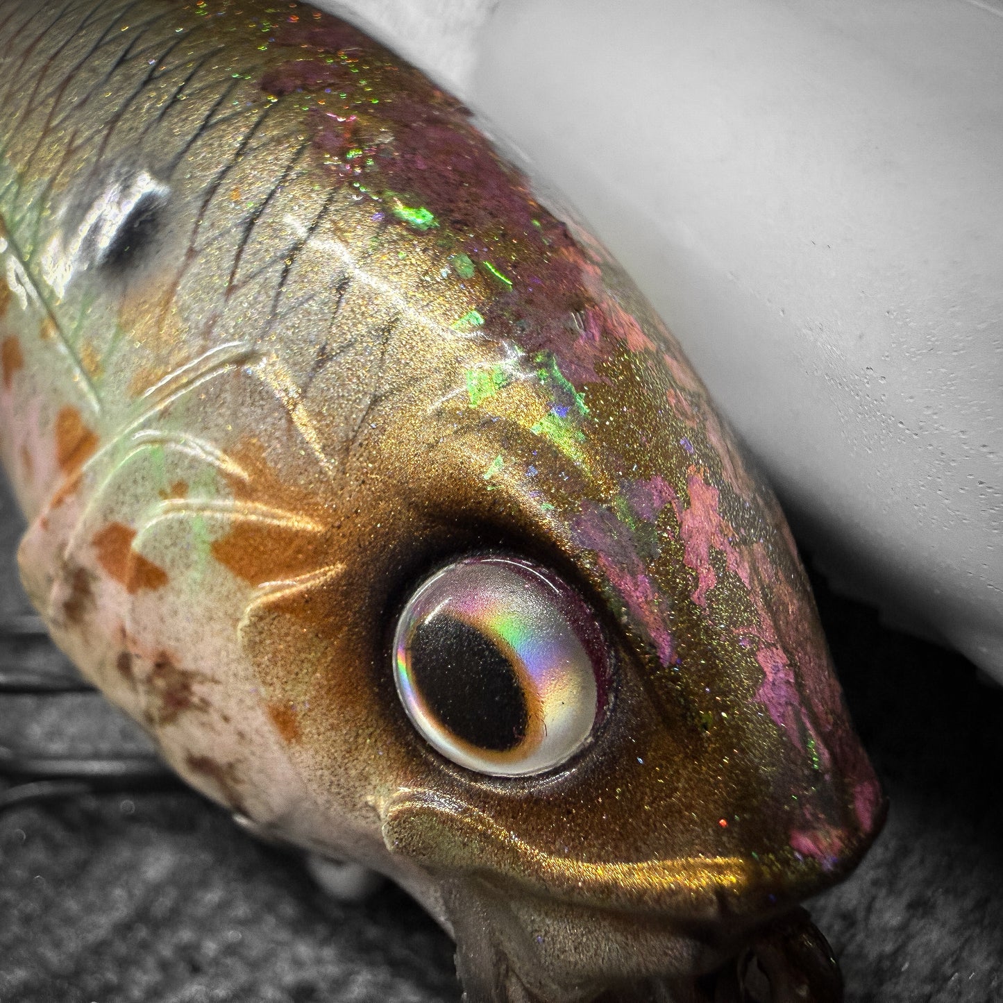 Gizzard Shad