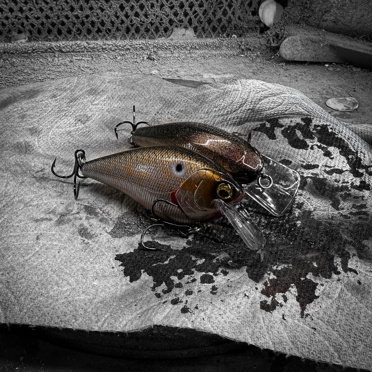 LC BP Golden Shiner