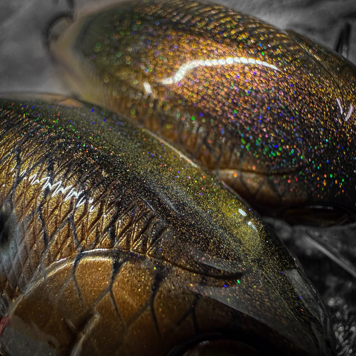 LC BP Golden Shiner