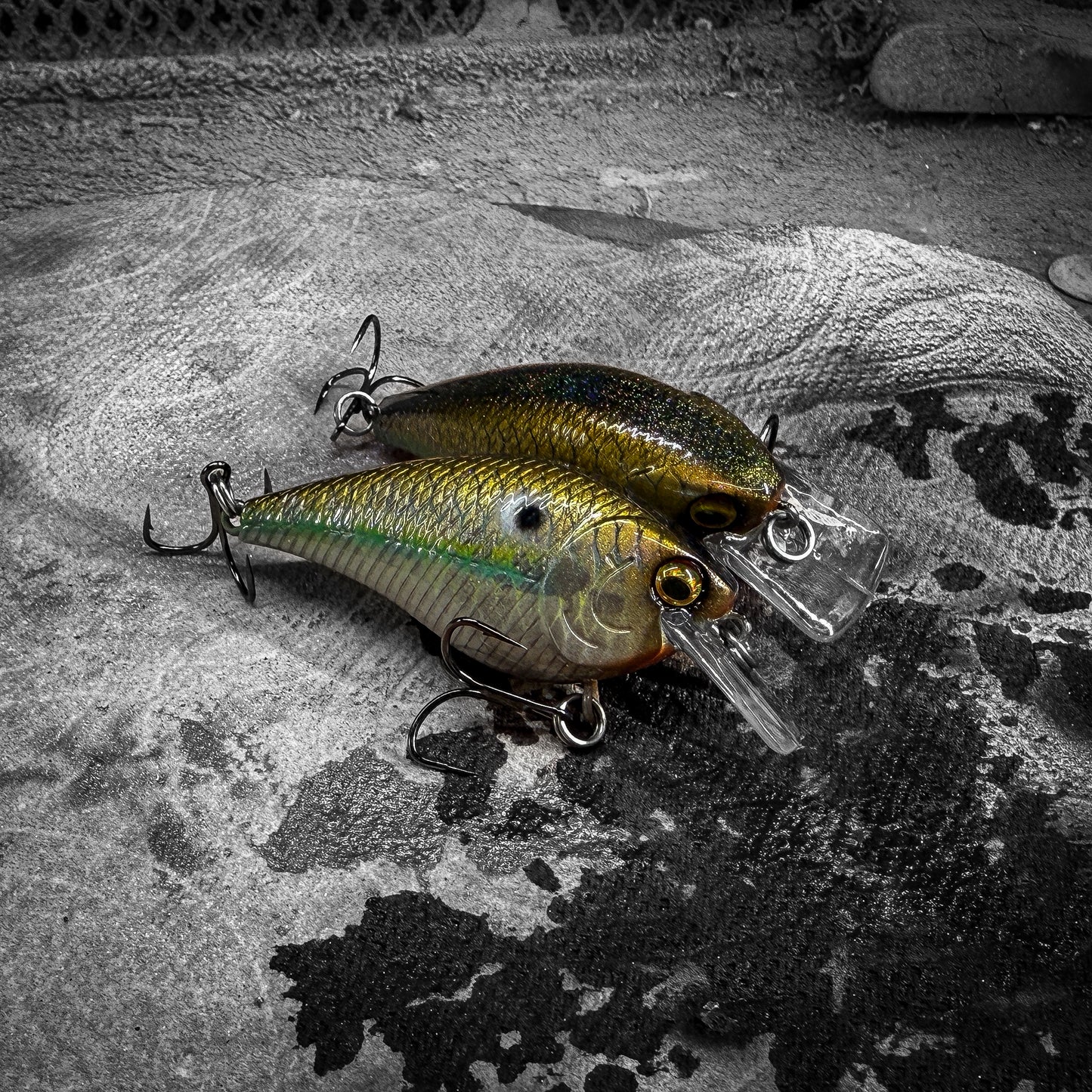 LC Gizzard Shad