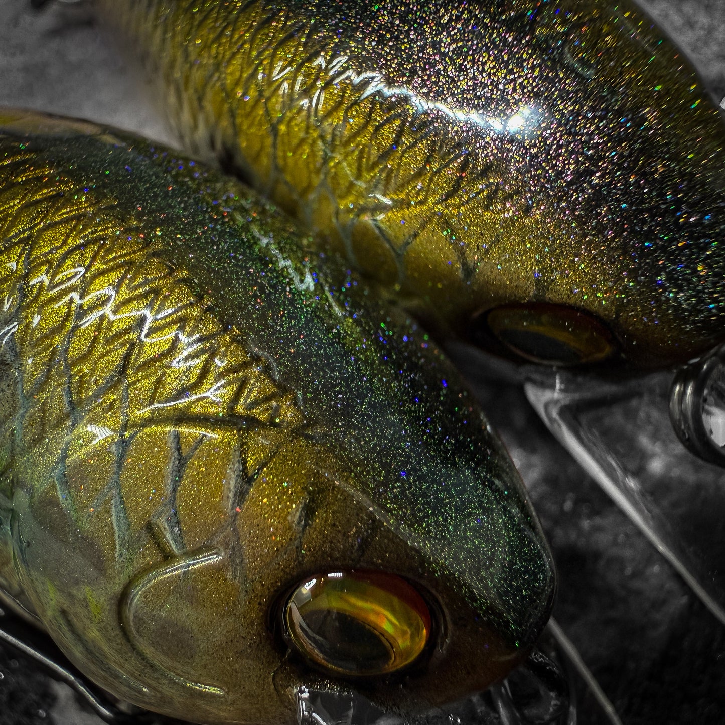 LC Gizzard Shad