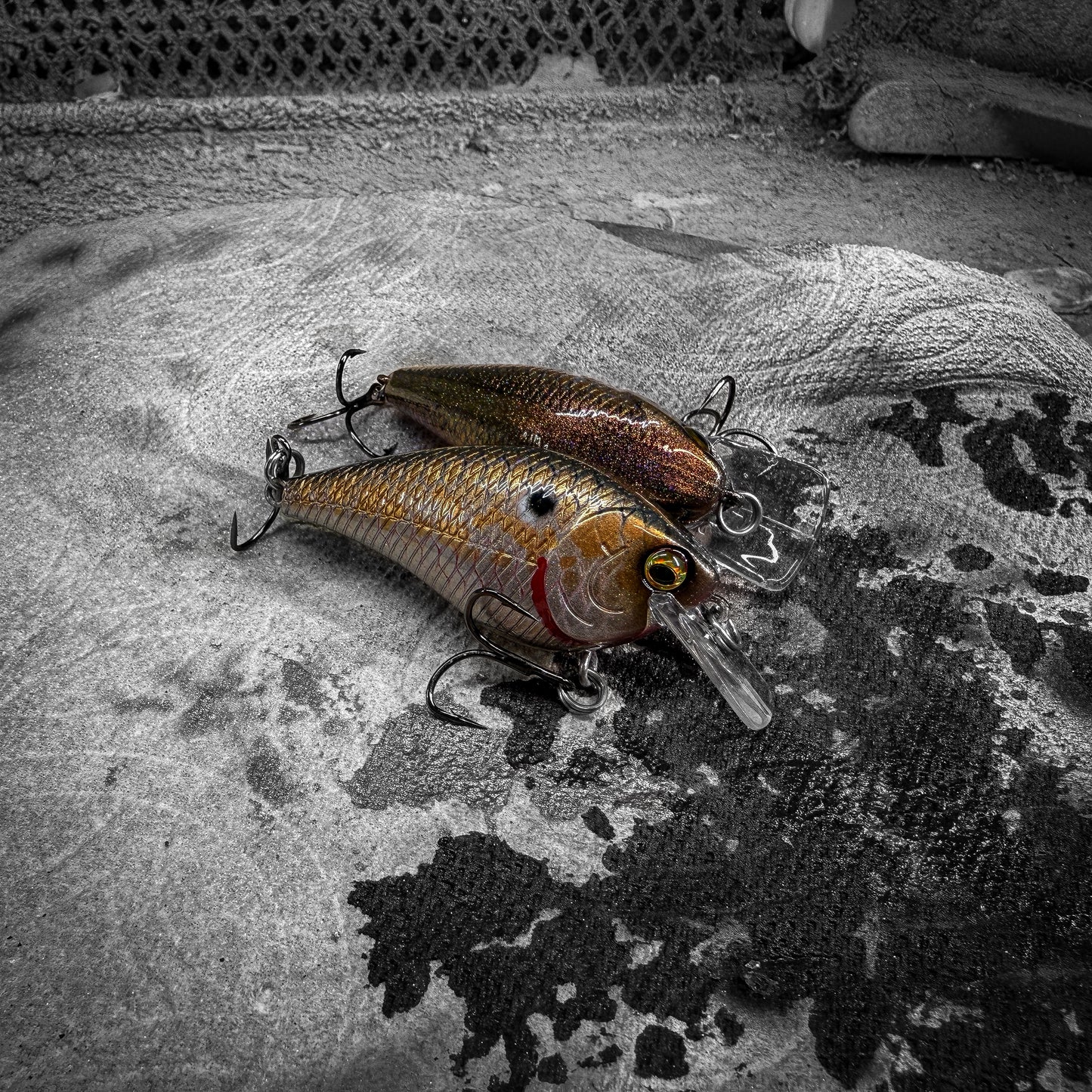 LC GP Golden Shiner
