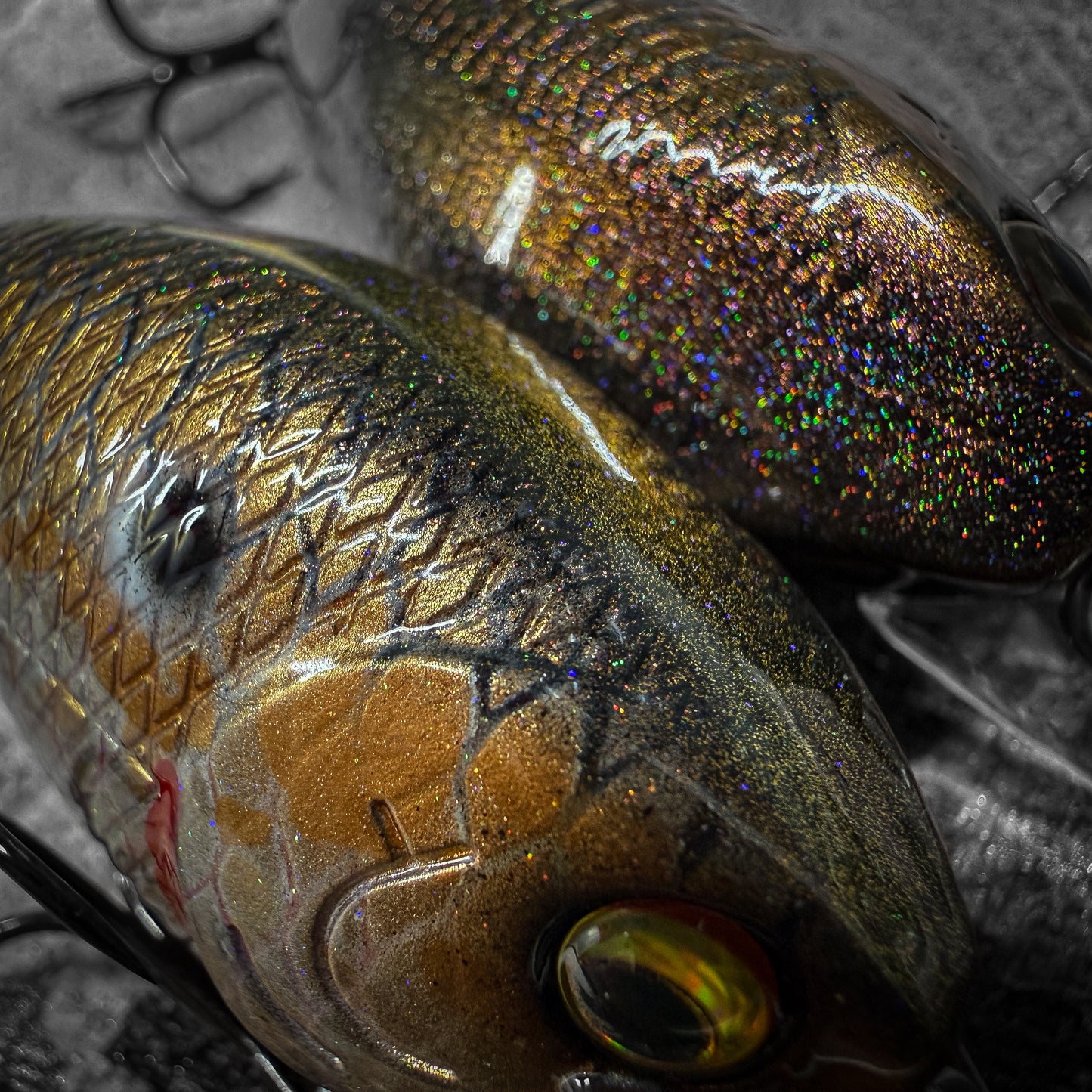 LC GP Golden Shiner