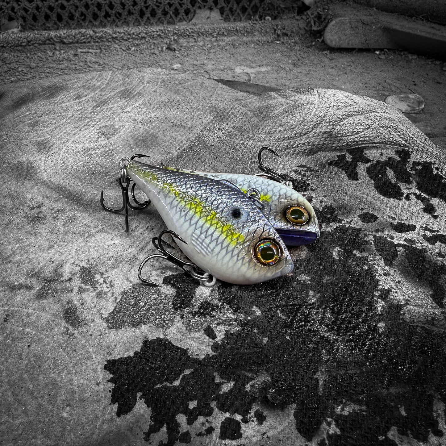 R Helenski Shad