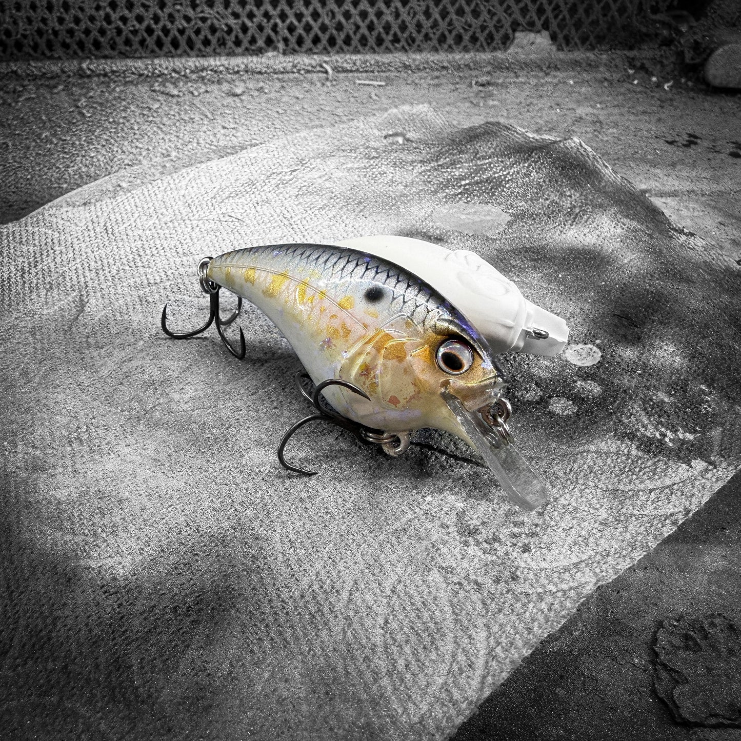 American Shad