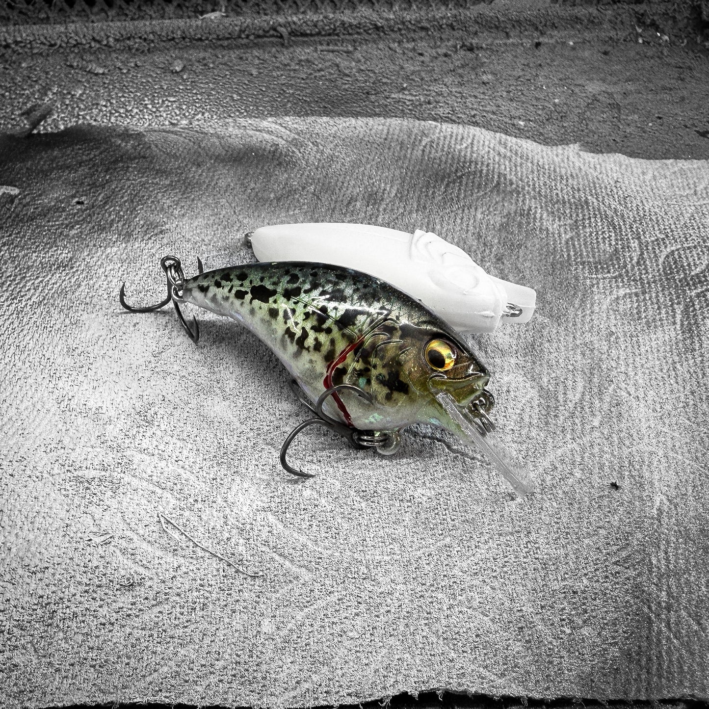 Black Crappie