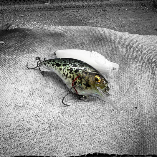 Black Crappie