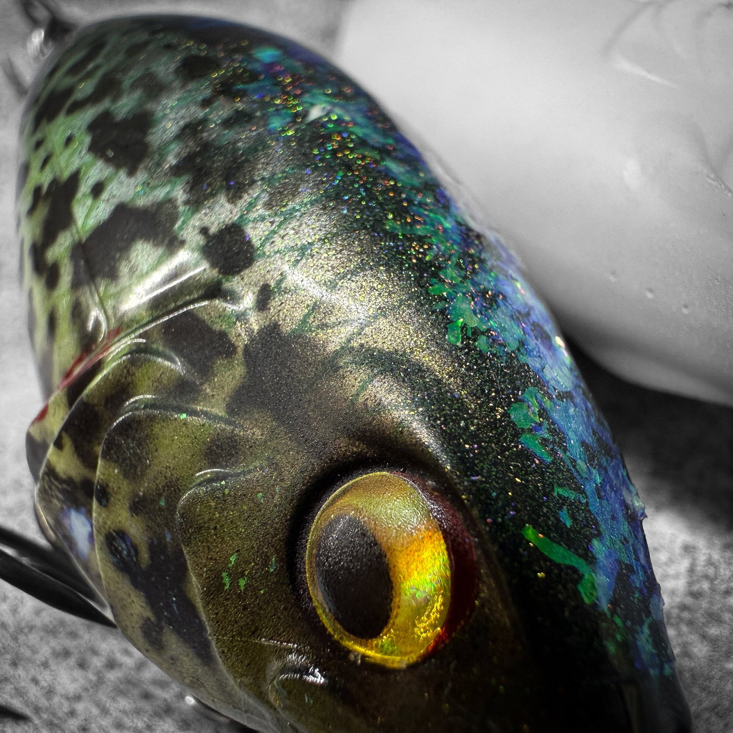 Black Crappie