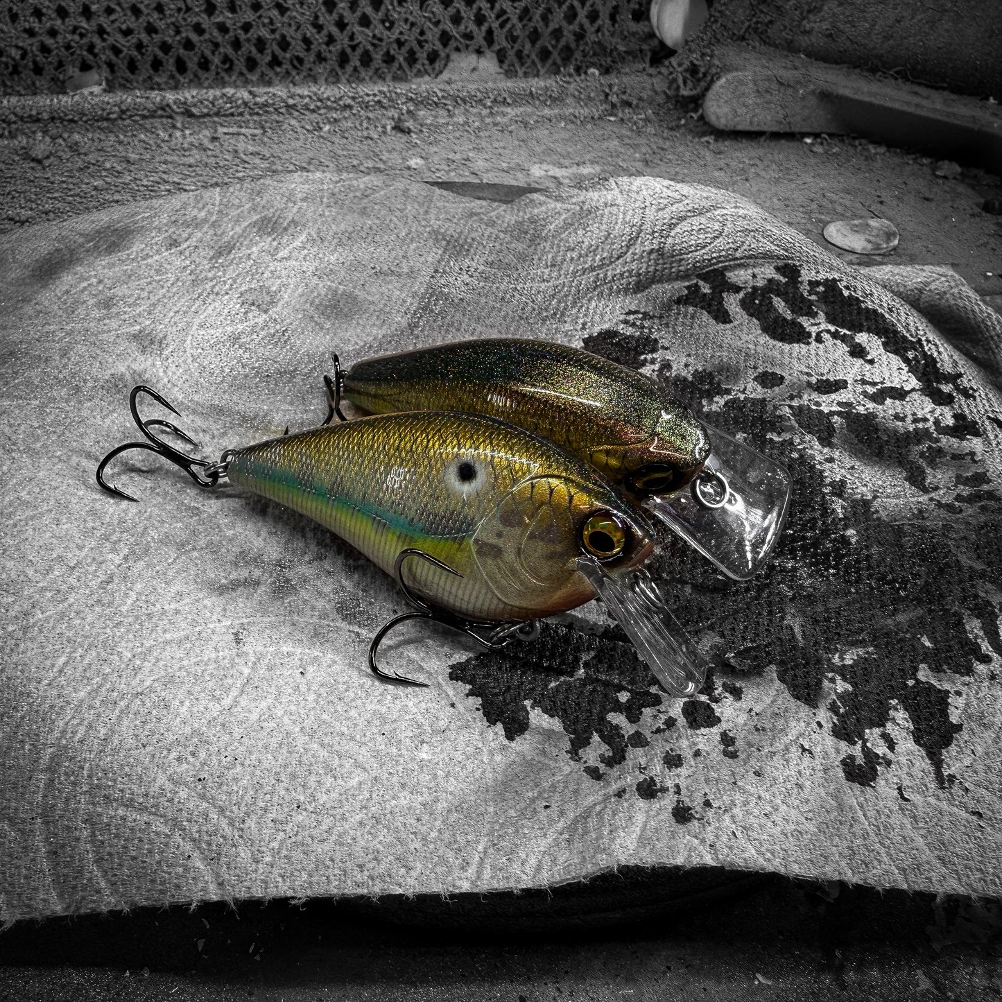 LC Gizzard Shad