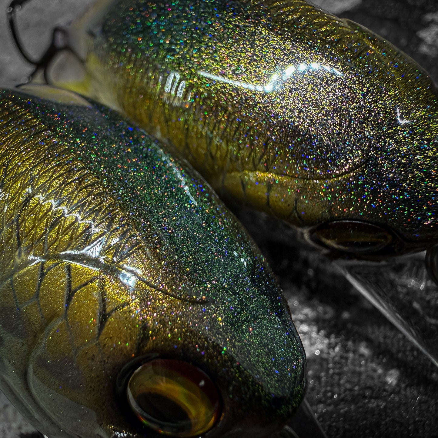 LC Gizzard Shad