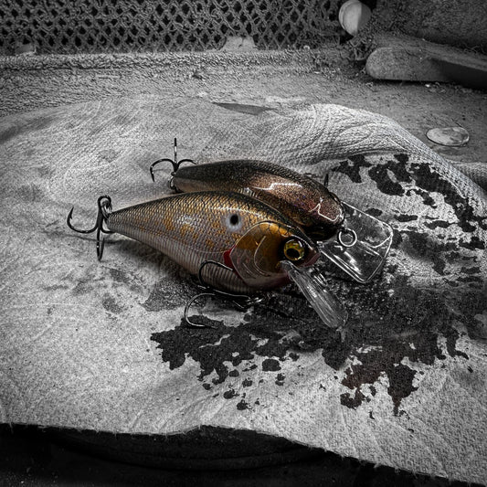 LC BP Golden Shiner